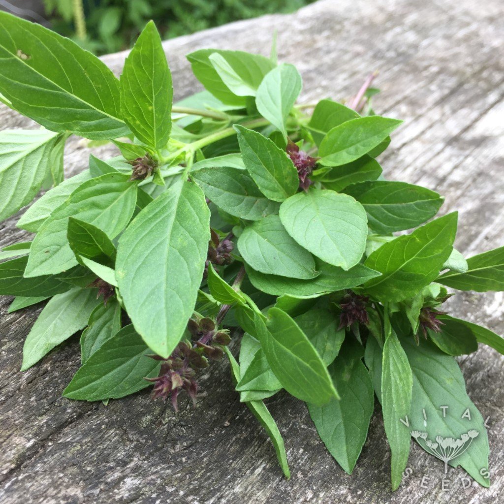 Thai Basil Herb seeds – Heirloom, Non-GMO seeds for Planting in Home Garden