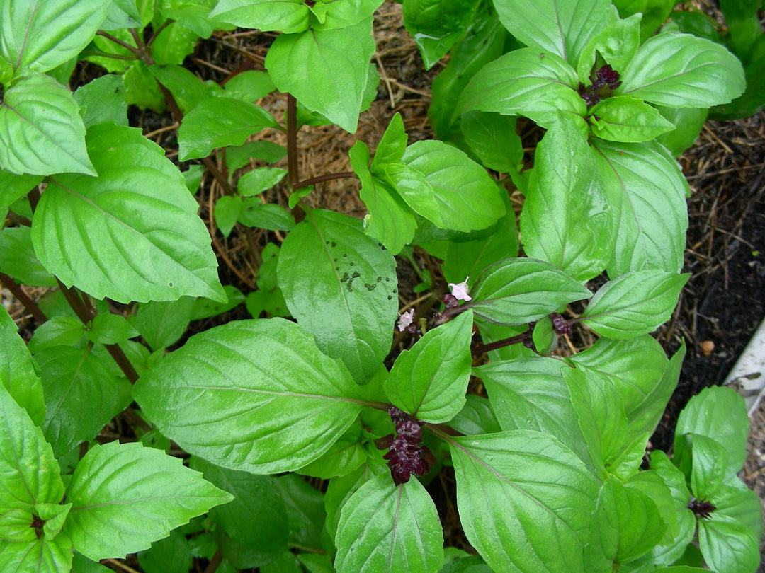 Thai Basil Herb Seeds – Heirloom, Non-GMO Seeds for High Productivity Garden Planting