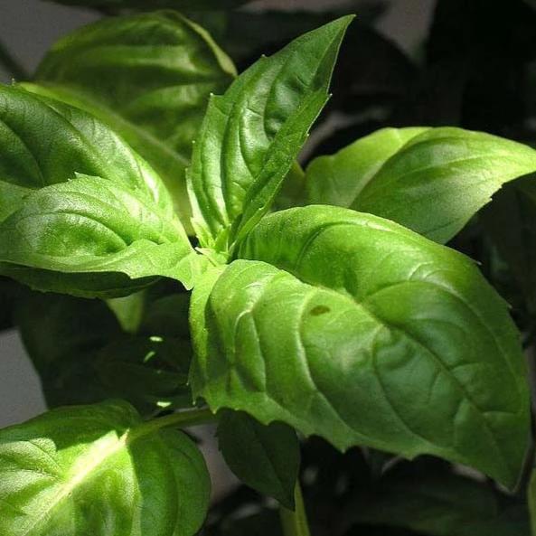 Italian Large Leaf Basil Herb Seeds for Planting – Heirloom, Non-GMO, High Germination Organic Culinary Garden Seeds