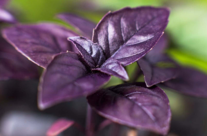 Purple Basil Herb seeds – Heirloom, Non-GMO seeds for Planting in Home Garden
