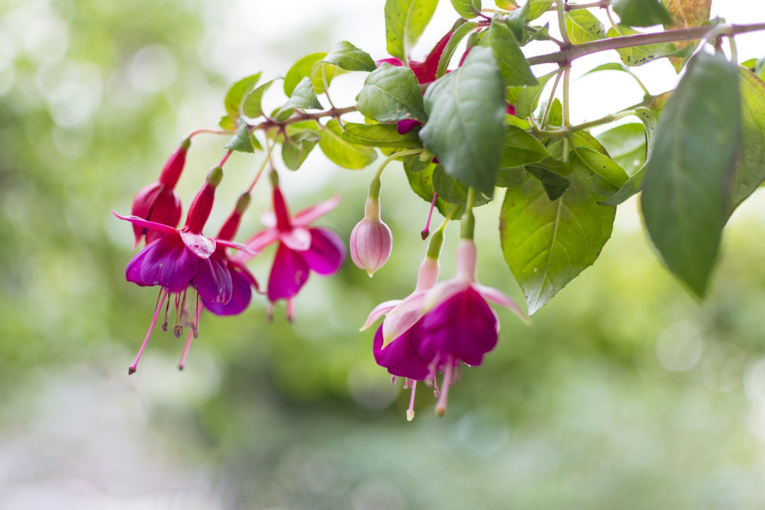 Flower Seeds, Seeds,Seeds For Planting,Plant Seeds