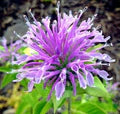 Lavender Bergamot Flower Seeds for Planting – Heirloom, Non-GMO, High Germination Garden Seeds