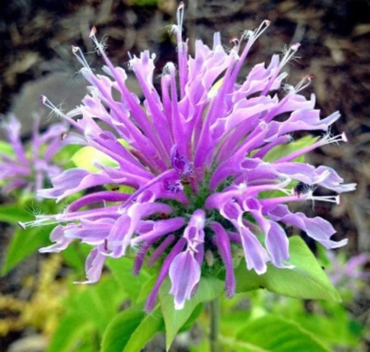 Violet Bergamot Flower Seeds for Planting – Heirloom, Non-GMO, High Germination Organic Garden Seeds
