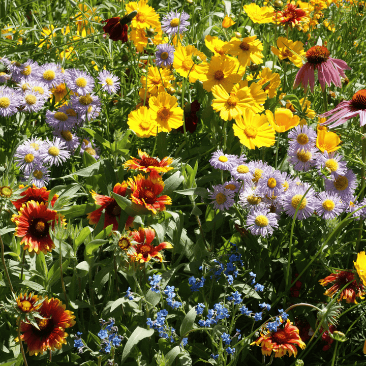 Flower Seeds, Seeds,Seeds For Planting,Plant Seeds