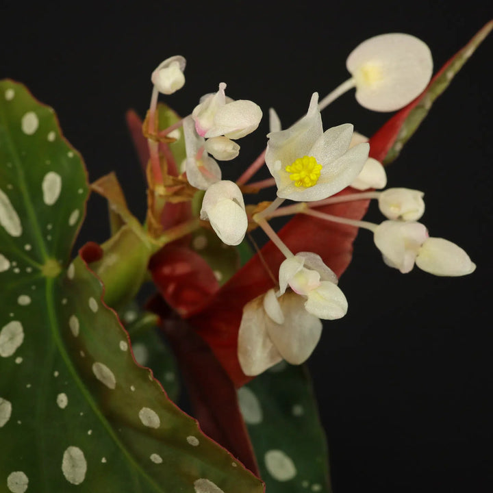 Begonia Maculata Flower Seeds for Planting | Heirloom Non-GMO High Germination Organic Garden Seeds