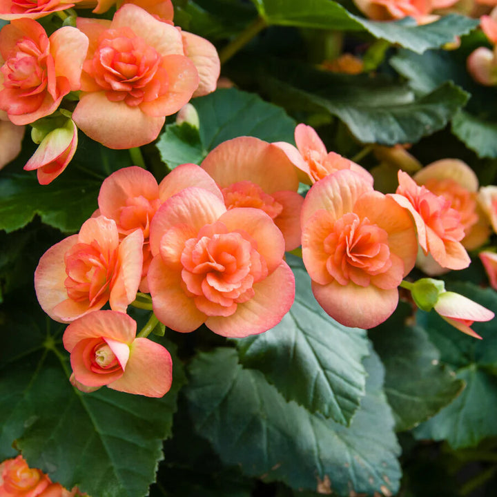 Orange Begonia Flower Seeds for Planting – Heirloom Non-GMO, High Germination Organic Garden Seeds