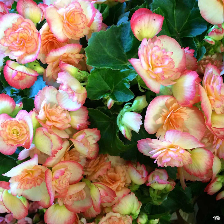 Rieger Begonia Flower seeds for Planting - Drought Tolerant, Heirloom & GMO Free Seeds for Home Garden