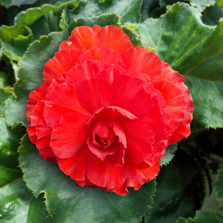 Tuberous Begonia Red Flower Seeds for Planting – Heirloom, Non-GMO, High Germination Garden Seeds
