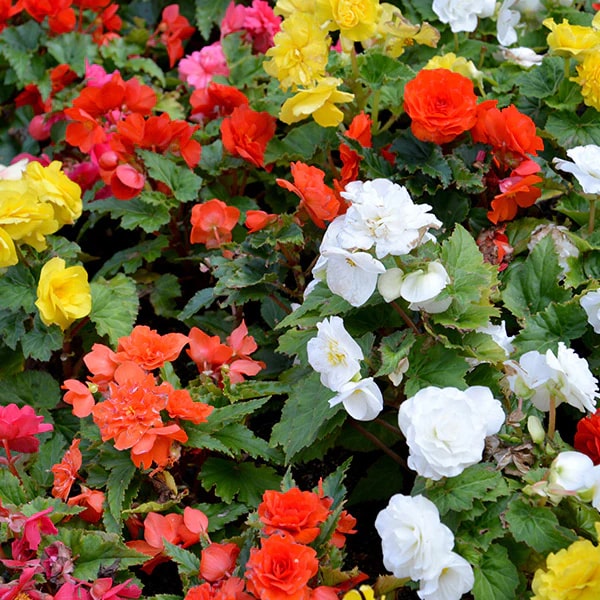 Mixed Begonia Flower Seeds for Planting – Heirloom Non-GMO High Germination Organic Garden Seeds