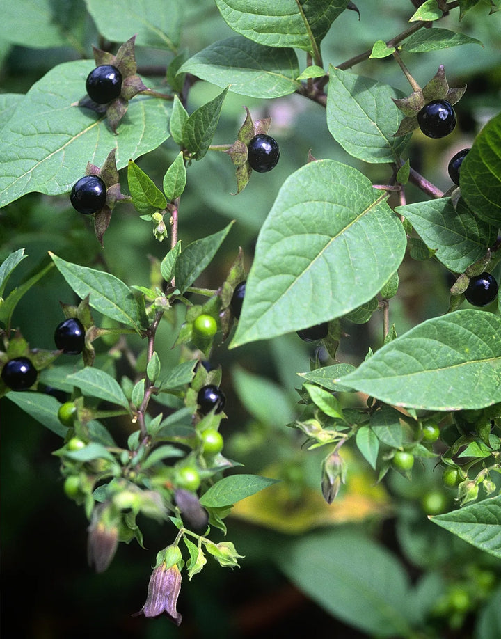 Belladonna Flower Seeds for Planting – Heirloom Non-GMO, High Germination Organic Garden Seeds