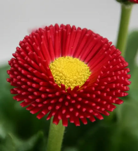 Flower Seeds, Seeds,Seeds For Planting,Plant Seeds