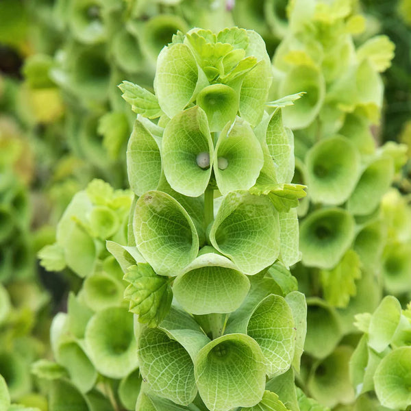 Flower Seeds, Seeds,Seeds For Planting,Plant Seeds