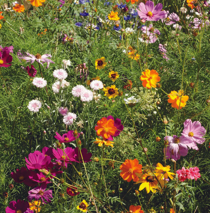 Mixed Cascade Flower Seeds for Planting – Heirloom Non-GMO, High Germination Organic Garden Seeds
