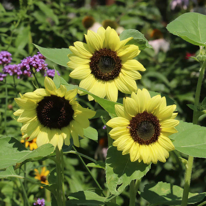 Flower Seeds, Seeds,Seeds For Planting,Plant Seeds