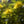 Yellow Bergamot Herb Seeds for Planting – Heirloom, Non-GMO Essential Seeds for Vibrant Gardens