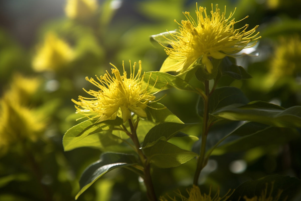 Yellow Bergamot Herb Seeds for Planting – Heirloom, Non-GMO Essential Seeds for Vibrant Gardens