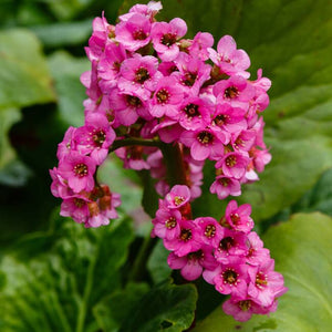 Flower Seeds, Seeds,Seeds For Planting,Plant Seeds