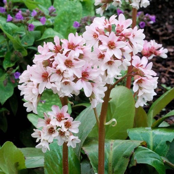 Bergenia Flower Seeds for Planting – Heirloom, Non-GMO, High Germination Organic Garden Seeds