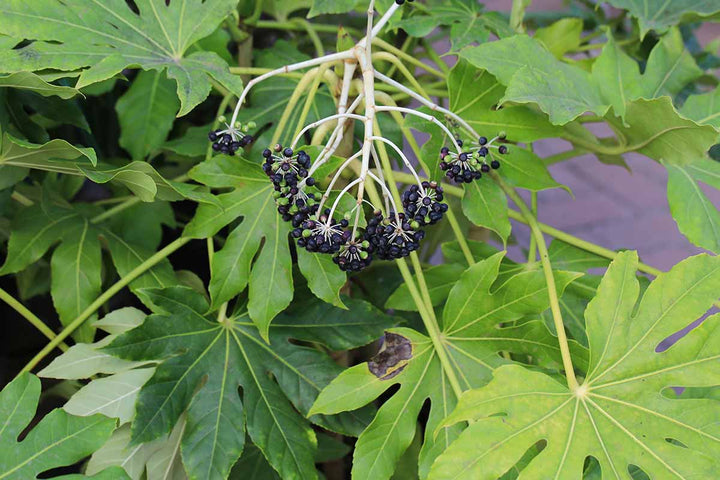 Green Fatsia Aralia Flower Seeds for Planting – Heirloom & Non-GMO Garden Seeds