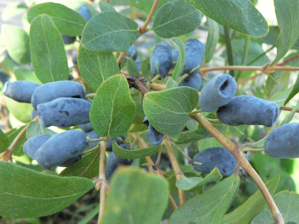 Berry Blue Haskap Fruit Seeds – Heirloom, Non-GMO Seeds for Cold-Hardy Berry Bush Planting