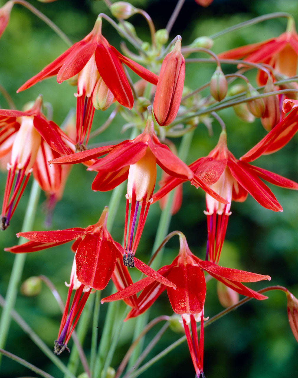 Flower Seeds, Seeds,Seeds For Planting,Plant Seeds