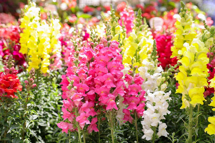 Mixed Colour Antirrhinum Flower Seeds for Planting – Heirloom, Non-GMO, High Germination