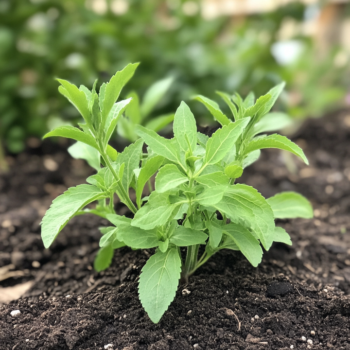 Stevia Eupatoria Herb Seeds – Heirloom, Non-GMO Beginner Approved Seeds for Garden Planting