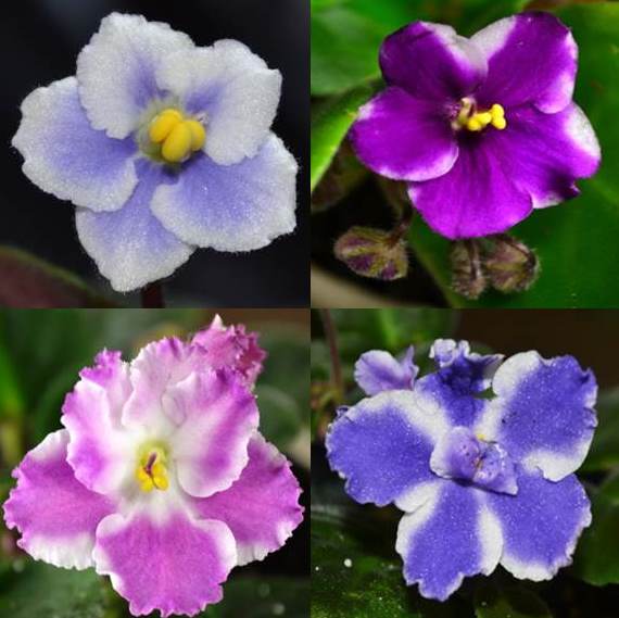 Multi-Color Saintpaulia Flower Seeds for Planting - Heirloom, Non-GMO, High Germination Organic Garden Seeds