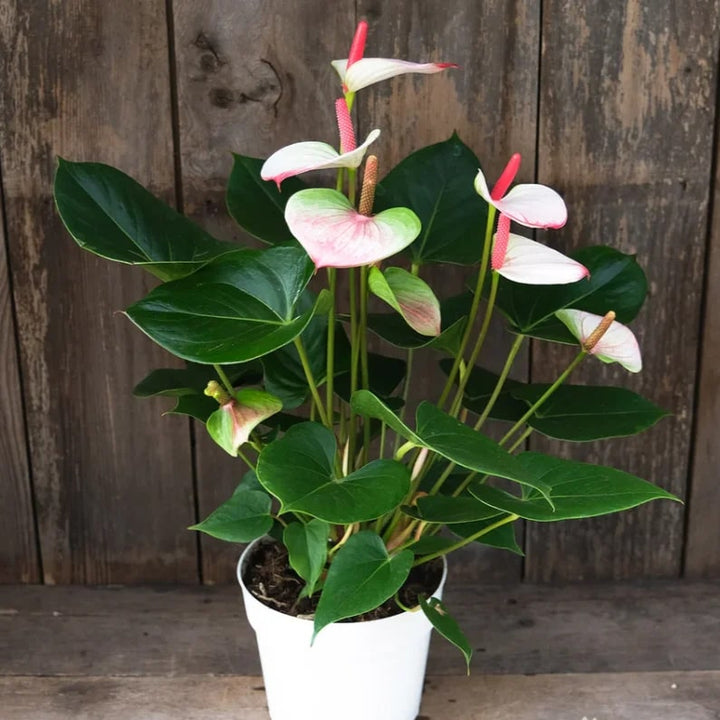 White Red Anthurium Flower Seeds for Planting – Wildflower Mix, Heirloom, Non-GMO Home Garden