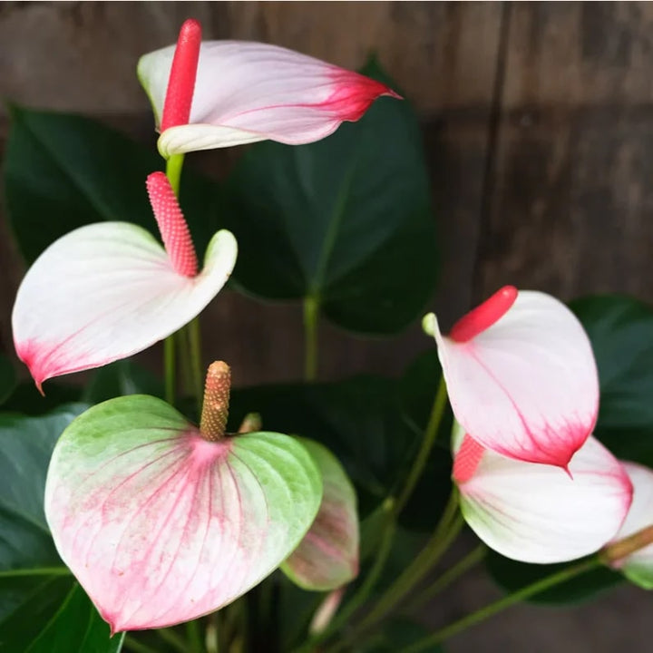 White Red Anthurium Flower Seeds for Planting – Wildflower Mix, Heirloom, Non-GMO Home Garden