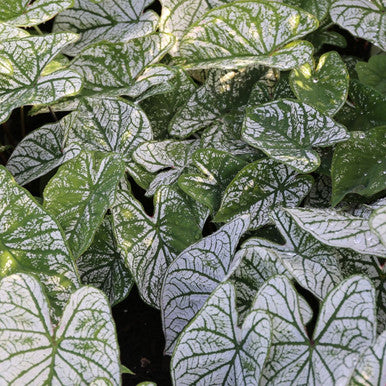 Caladium Bicolor White Mix Flower Seeds for Planting – Heirloom, Non-GMO, High Germination Organic Garden Seeds
