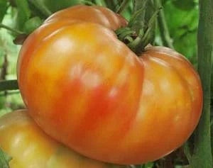 Rainbow Giant Beefsteak Tomato Seeds – Heirloom Non-GMO Colorful Juicy Vegetable Seeds for Planting, Organic Garden Seeds