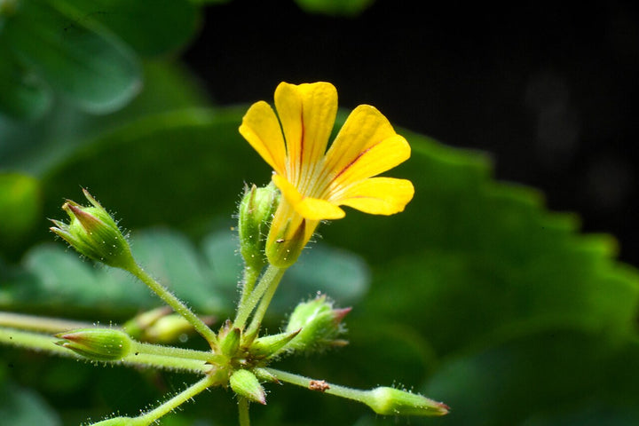 Biophytum Flower Seeds for Planting | Heirloom Non-GMO Organic Garden Seeds with High Germination
