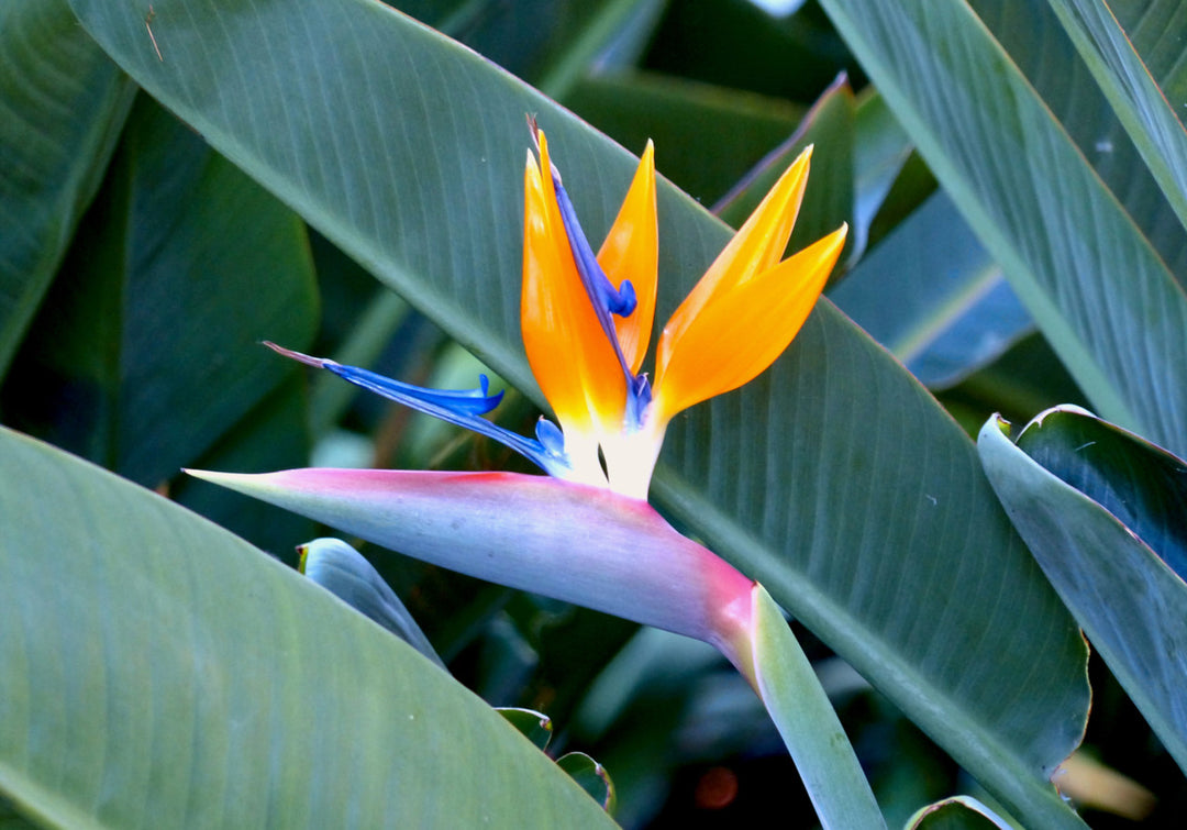 Orange Strelitzia Flower Seeds – Low Maintenance, Heirloom &amp; Non-GMO for Home Garden