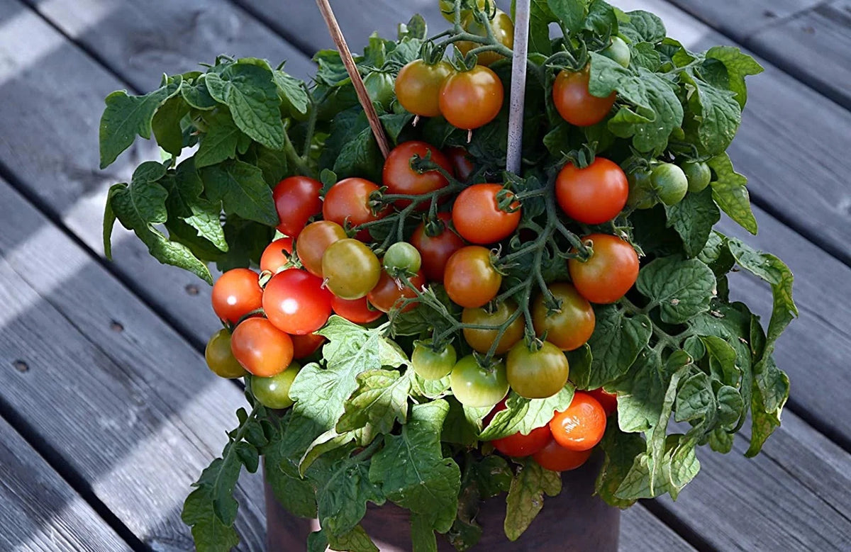Birdie Rouge Red Cherry Tomato Seeds – Heirloom Non-GMO Sweet Mini Vegetable Seeds for Planting, Organic Garden Seeds