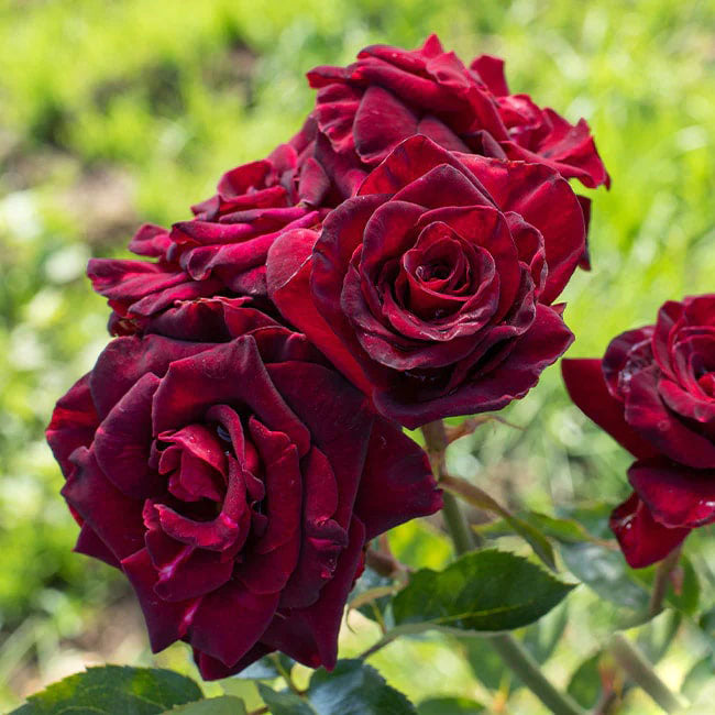 Red Baccara Flower Seeds for Planting – Heirloom Non-GMO, High Germination Organic Garden Seeds