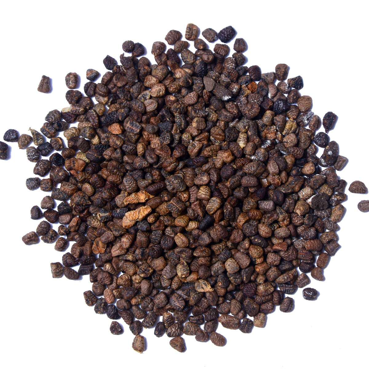 Black Cardamom Herb Seeds for Planting – Heirloom, Non-GMO, Organic Garden Seeds with High Germination