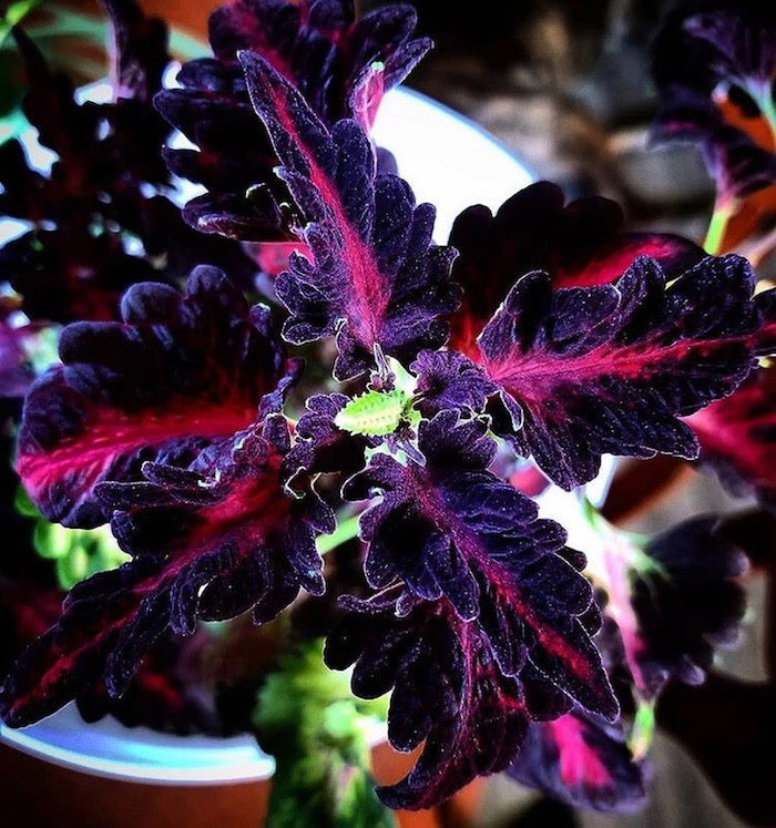 Black Pink Coleus Flower Seeds for Planting – Heirloom, Non-GMO, High Germination Organic Garden Se