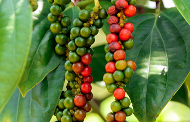 Green Piper Nigrum Herb Seeds – Heirloom, Non-GMO Seeds for Reliable Garden Yield Planting
