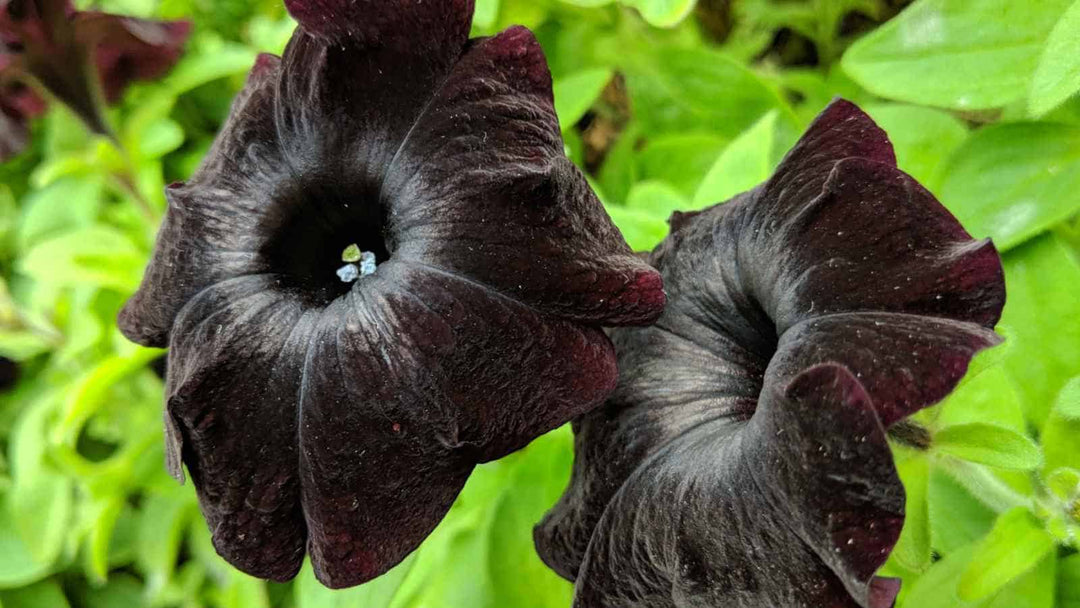 Chocolate Petunia Flower Seeds for Planting Heirloom NON-GMO Garden Seeds Rare Unique Blooms Garden Favorite