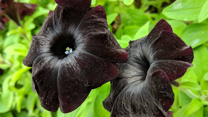Chocolate Petunia Flower Seeds for Planting Heirloom NON-GMO Garden Seeds Rare Unique Blooms Garden Favorite