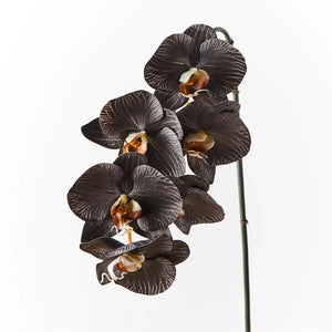 Flower Seeds, Seeds,Seeds For Planting,Plant Seeds
