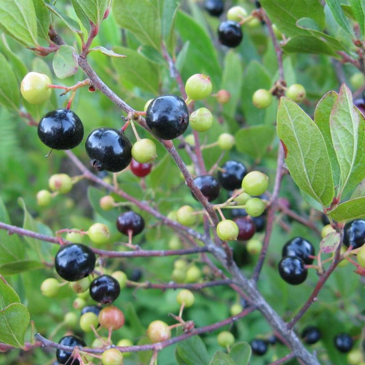 Mountain Huckleberry Bush Seeds for Planting - Drought Tolerant, Heirloom & GMO Free Seeds for Home Garden