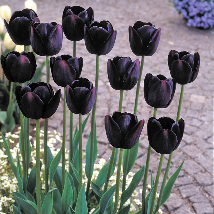 Black Tulip Flower seeds for Planting – Premium Quality Heirloom Non-GMO Seeds for Home Garden