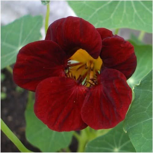 Maroon Nasturtium Flower Seeds for Planting – Heirloom, Non-GMO, High Germination Organic Garden Seeds