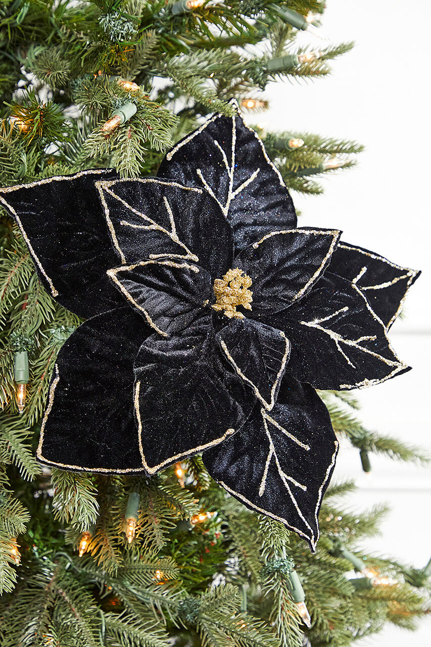 Black Poinsettia Seeds for Planting – Heirloom, Non-GMO, Hardy High Germination Organic Garden Seeds