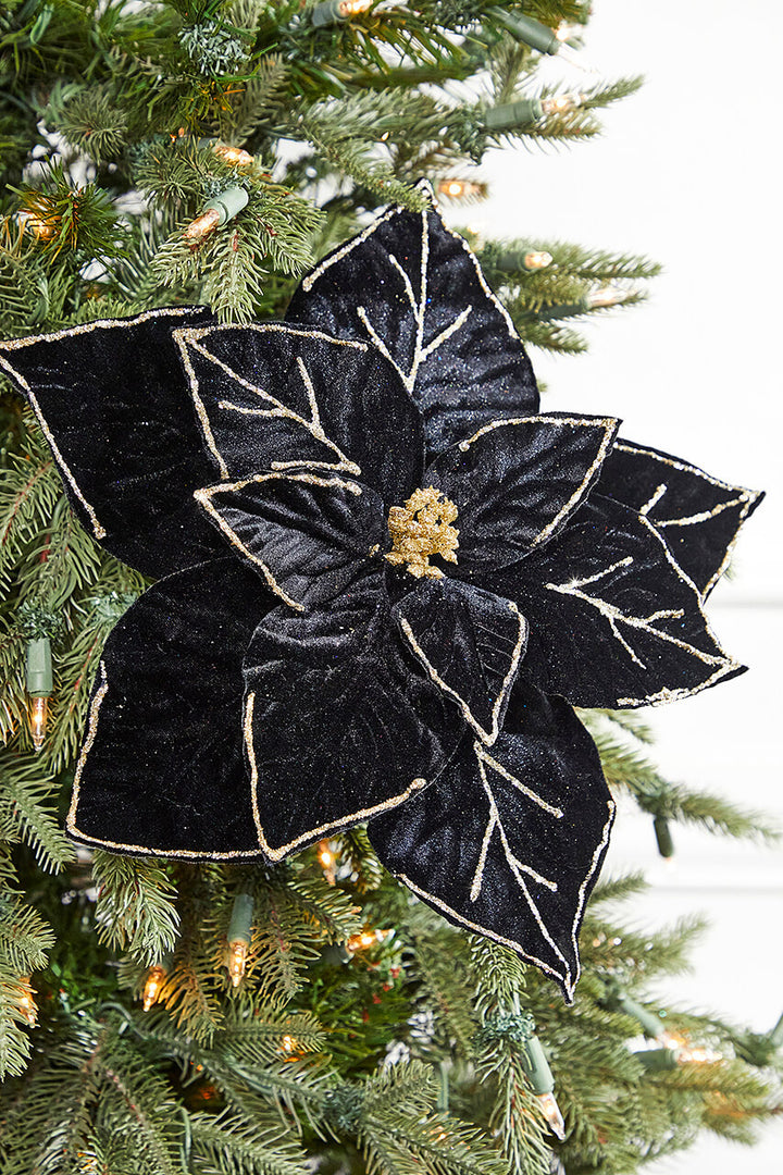 Black Poinsettia Seeds for Planting – Heirloom, Non-GMO, Hardy High Germination Organic Garden Seeds