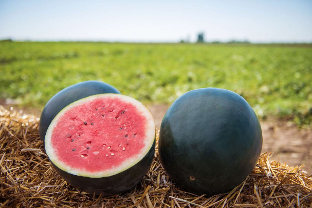 Black Watermelon seeds for planting - Heirloom & Non-GMO crisp summer fruit garden seeds