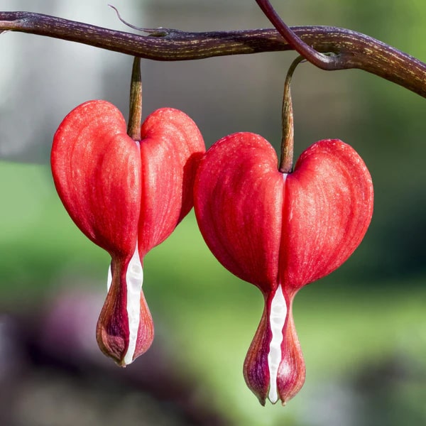 Red Heart Flower Seeds for Planting – Heirloom Non-GMO High Germination Organic Garden Seeds