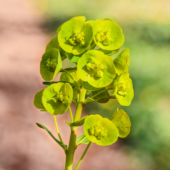Euphorbia Amygdaloides Flower Seeds for Planting – Heirloom Non-GMO, High Germination Organic Garden Seeds